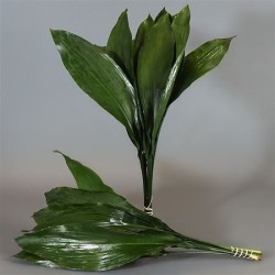 Aspidistra 60/70cm väike