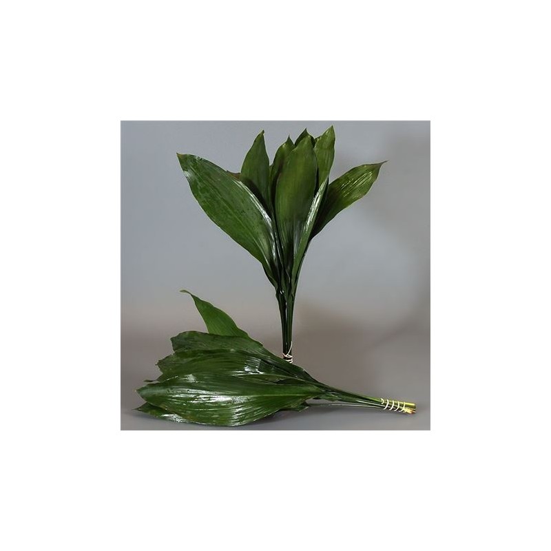 Aspidistra 80/90cm suur