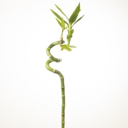 Lucky Bamboo 70cm spiraal