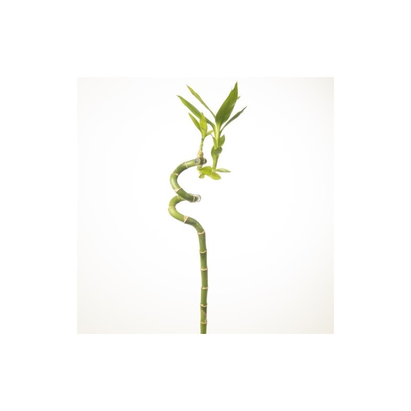 Lucky Bamboo 70cm spiraal