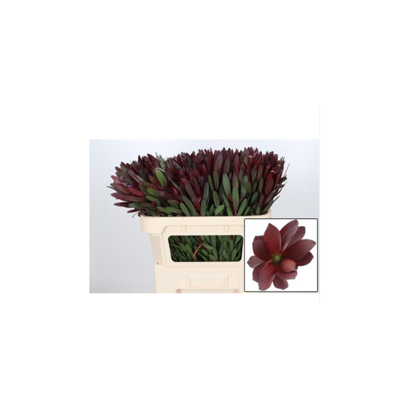 Leucadendron Safari Sunset 60-70cm punane