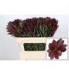 Leucadendron Safari Sunset 60-70cm punane