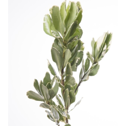 Pittosporum Ilan 60cm