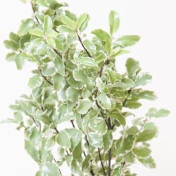 Pittosporum Nigra