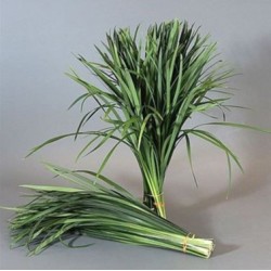 T-Grass 50cm