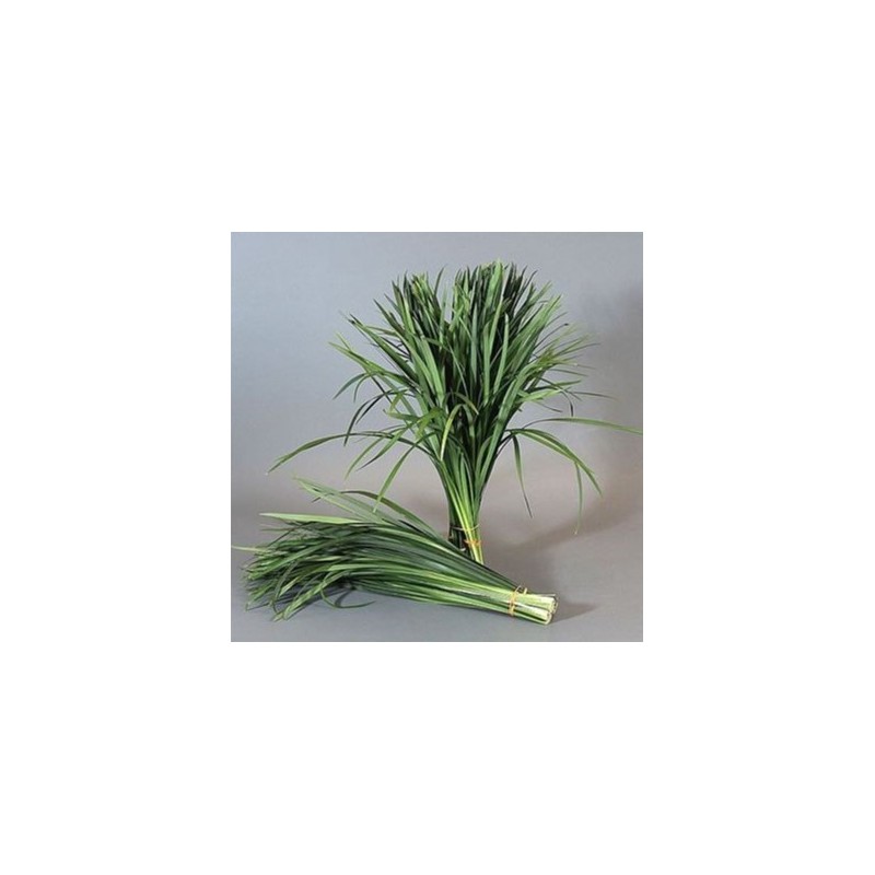 T-Grass 50cm