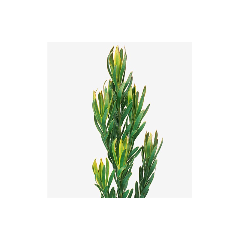 Leucadendron Pizza kollane spray 60cm