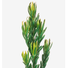 Leucadendron Pizza kollane spray 60cm