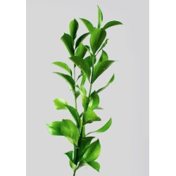 Ruscus Hypophyllum 60cm