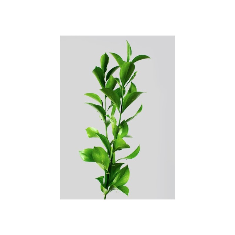 Ruscus Hypophyllum 60cm