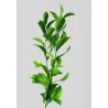 Ruscus Hypophyllum 60cm