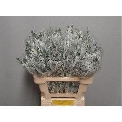 Senecio Maritima 60cm hall