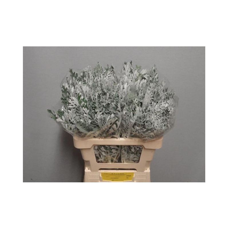 Senecio Maritima 60cm hall