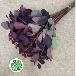 Cotinus Royal Purple 60cm punane