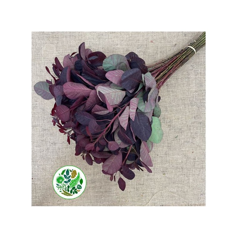 Cotinus Royal Purple 60cm punane