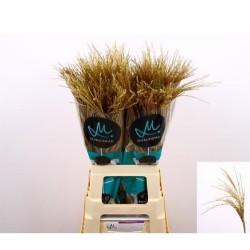 Miscanthus White Cloud 70cm