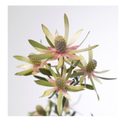 Leucadendron Ayoba Star Pearl 60cm roheline/punane