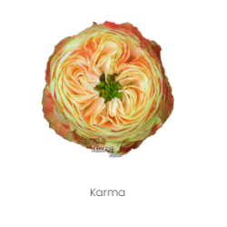 Roos Karma 50cm kirju