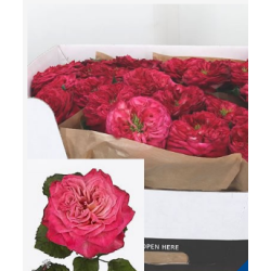 Roos Sheffield Park 40cm roosa