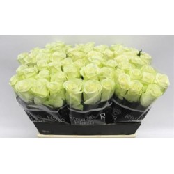 Roos Snowstorm 50cm valge