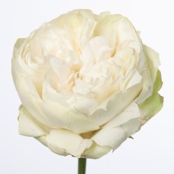 Roos White Kahala 50-60cm valge
