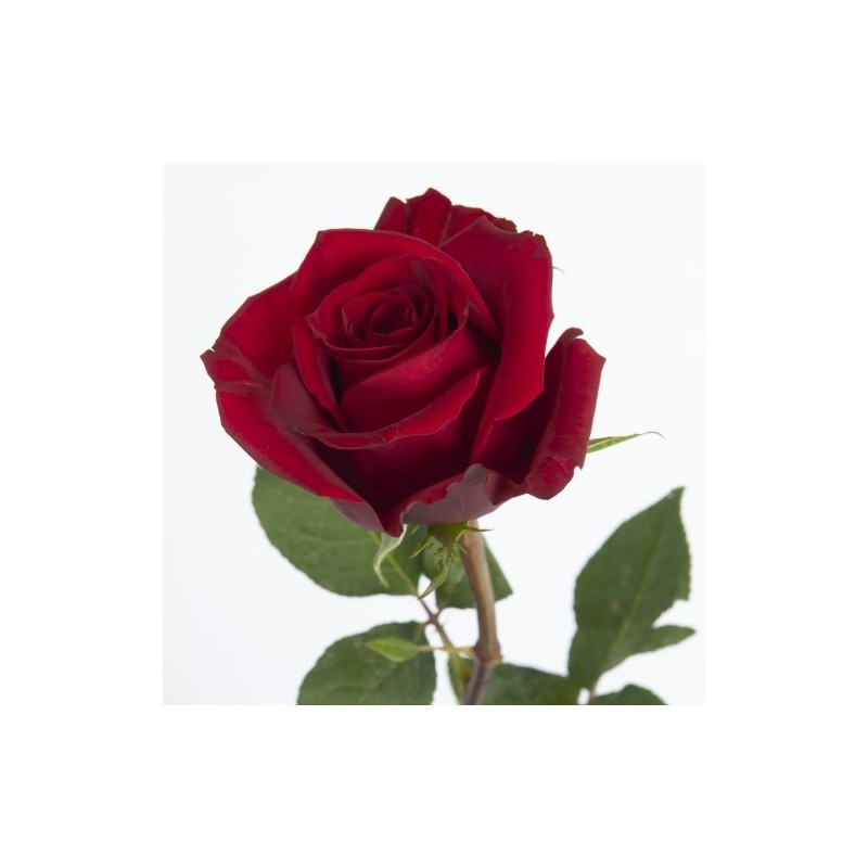 Roos Ever Red 100cm punane