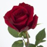 Roos Ever Red 100cm punane