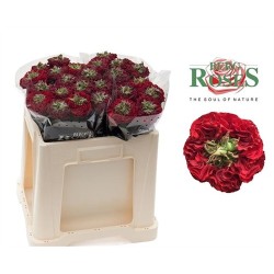Roos Red Promise 50cm punane