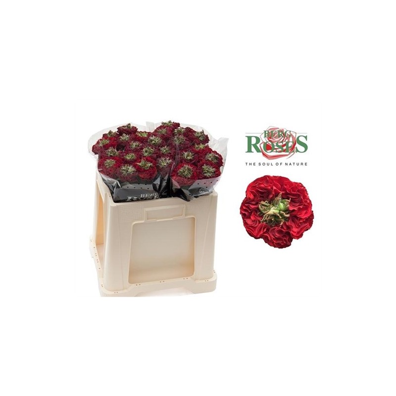 Roos Red Promise 50cm punane