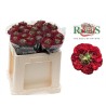 Roos Red Promise 50cm punane
