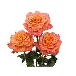 Roos Free Spirit 60cm oranž