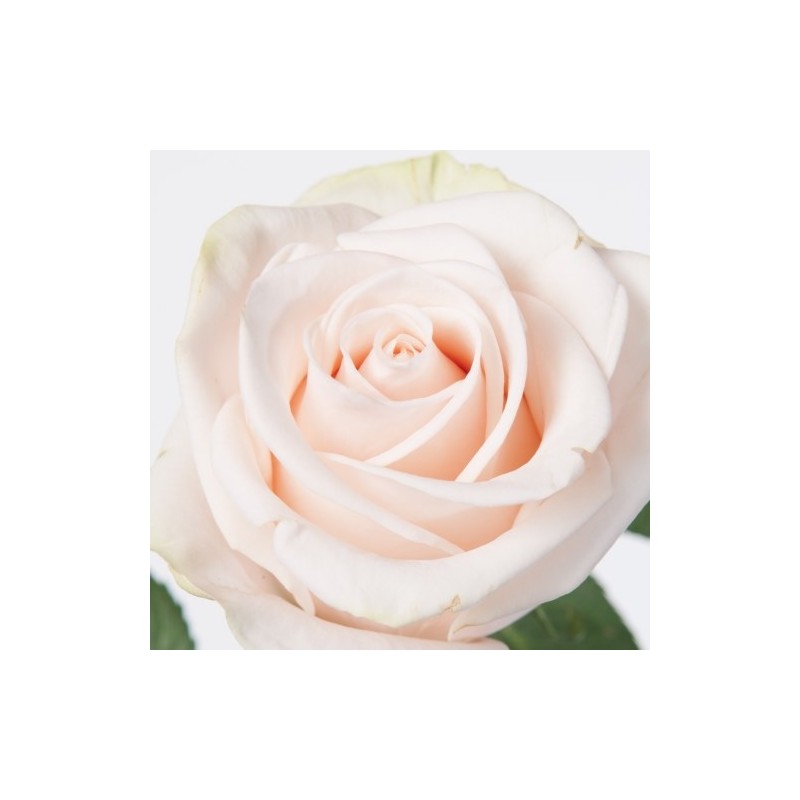 Roos Wedding Rose 60cm kreem