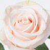 Roos Wedding Rose 60cm kreem