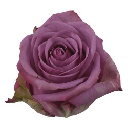 Roos Cool Water EQ 60cm lilla