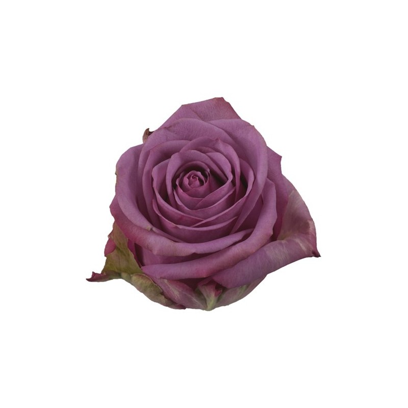Roos Cool Water EQ 60cm lilla