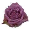 Roos Cool Water EQ 60cm lilla