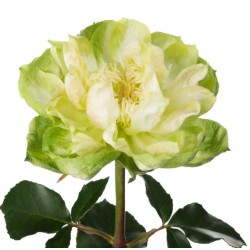 Roos Veggie EQ 50cm roheline
