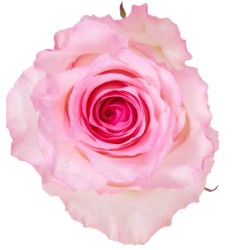 Roos Topaz EQ 70cm roosa
