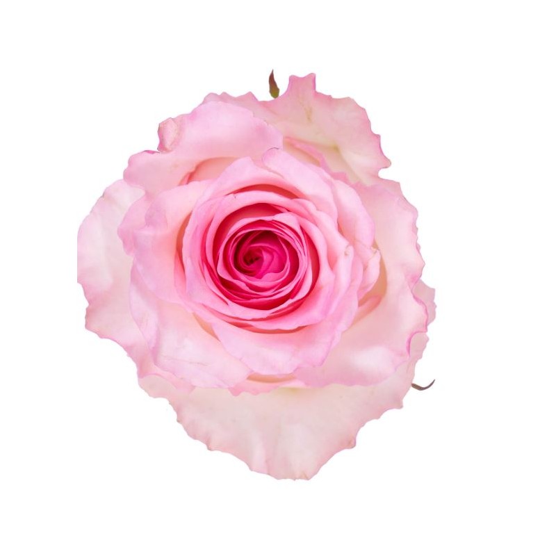 Roos Topaz EQ 60cm roosa