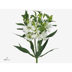 Alst.Charmelia White (Spray) valge