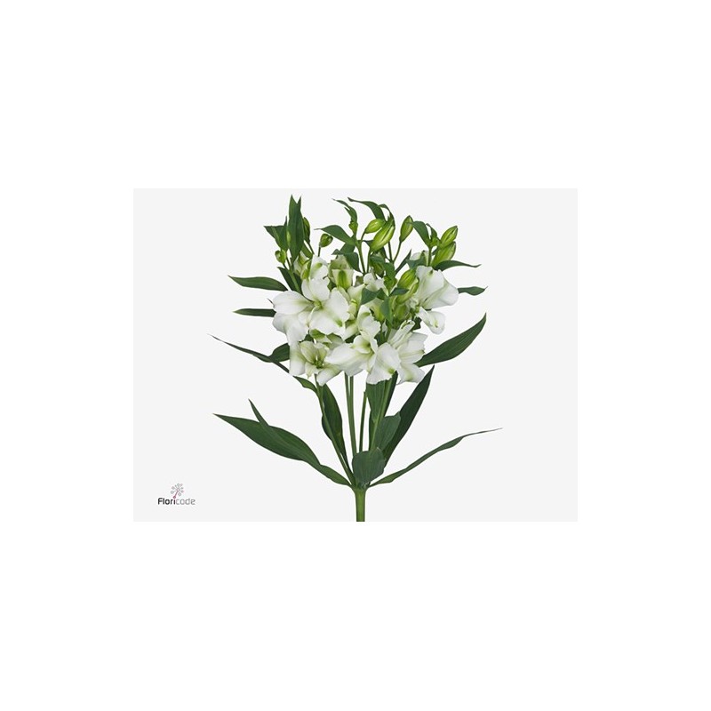 Alst.Charmelia White (Spray) valge