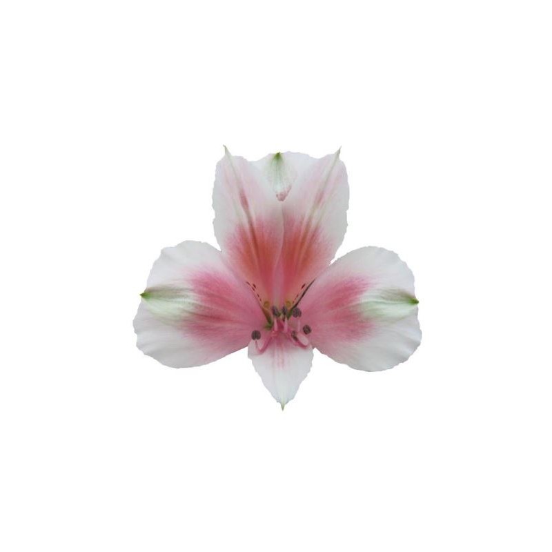 Alst.Tinkerbell EQ valge