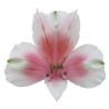 Alst.Tinkerbell EQ valge