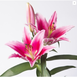 Lilium Dalian OR roosa