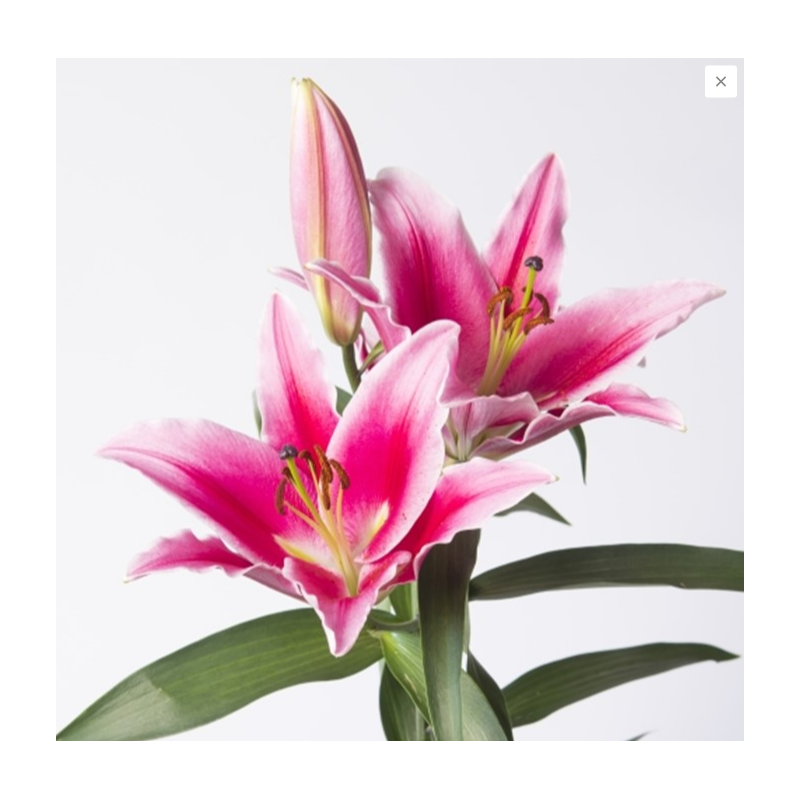 Lilium Dalian OR roosa
