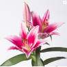 Lilium Dalian OR roosa