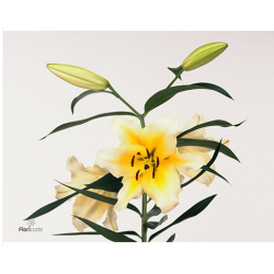 Lilium Canard OR kollane