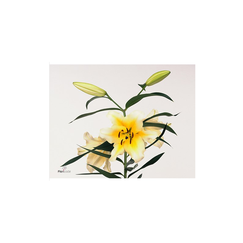 Lilium Canard OR kollane