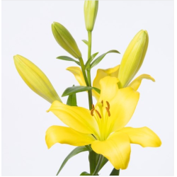 Lilium Nashville LA kollane