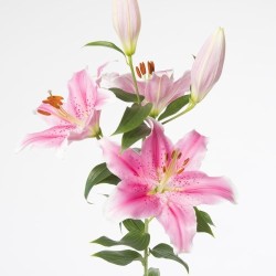 Lilium Sorbonne OR roosa